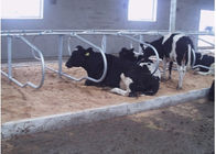 डेयरी फार्म डबल पंक्ति प्रकार गाय मुफ्त स्टाल 1.20m मवेशी स्पेसिंग के साथ